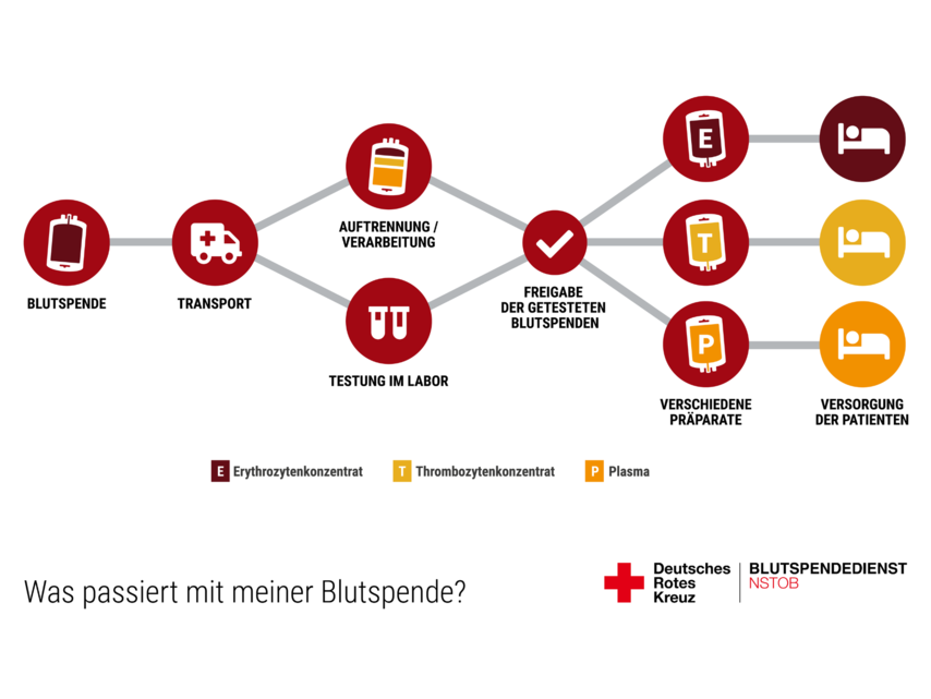 Weg der Blutspende, Stationen: Blutspende, Transport, Auftrennung und Verarbeitung, Testung im Labor, Freigabe der getesteten Blutspenden, Versorgung der Patienten mit den verschiedenen Blutpräparaten